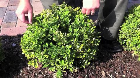 How To Care For Your Boxwoods Youtube