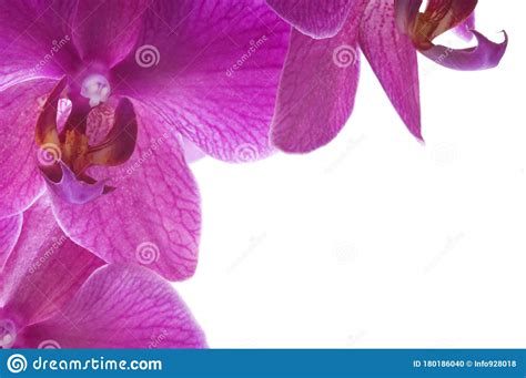 Beautiful Bouquet Of Pink Orchid Flowers Bunch Of Luxury Tropical