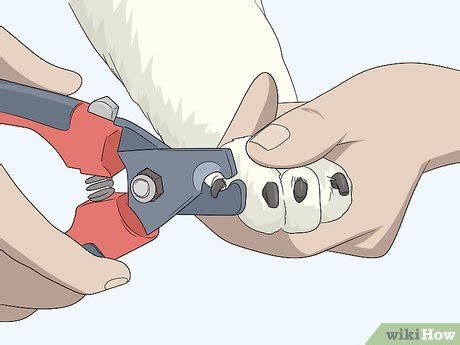 Joules, hunter, toggi, banbury, wahl, groom professional Simple Ways to Cut Dog Paw Hair: 11 Steps (with Pictures)