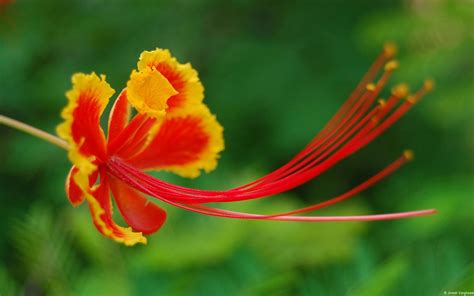 pride of barbados seeds tropical caribbean shrub pride of barbados birds of paradise flower