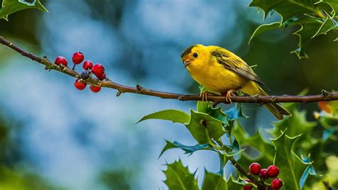 Bird Wallpapers 76 Background Pictures