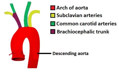This is an online quiz called branches of aorta. Great Vessels of the Heart - TeachMeAnatomy