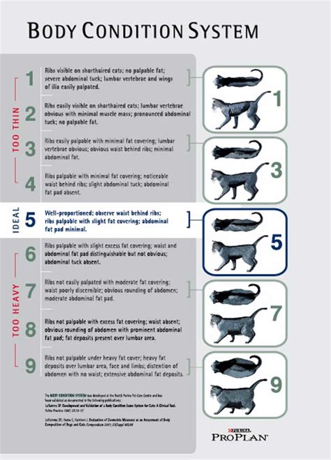 A bit of thoroughly cooked tuna or liver might help things along, but keep this small and infrequent. My Feline Fatty. - SiOWfa12: Science in Our World ...