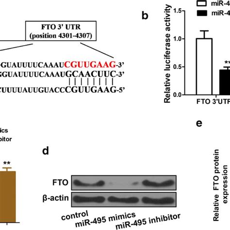 identification of fto as a target gene of mir 495 a schematic diagram download scientific