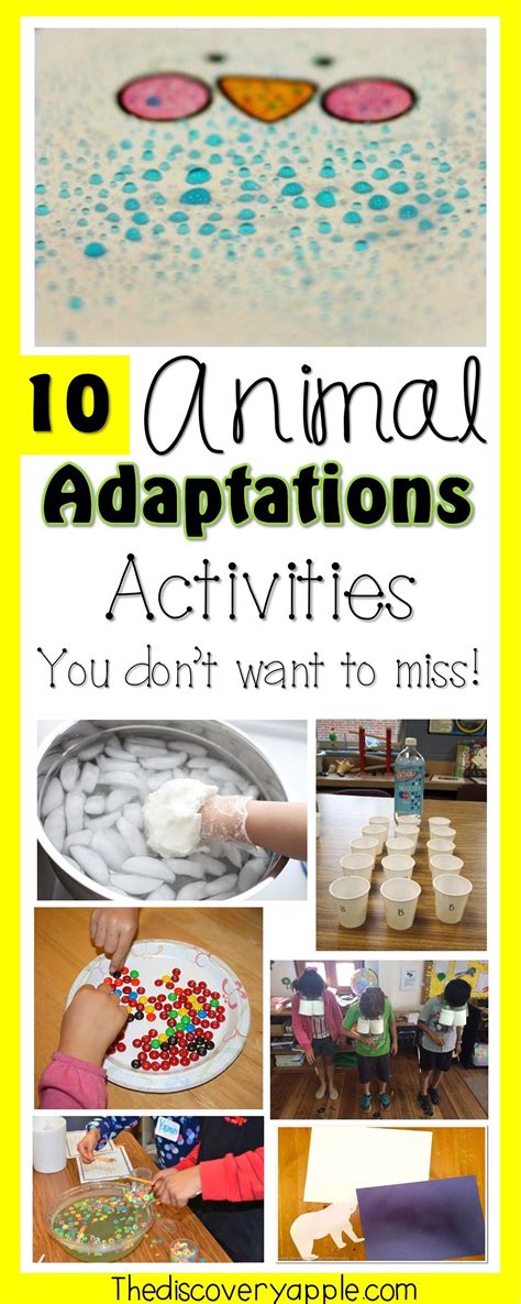 Animal Adaptations Activities For Kids