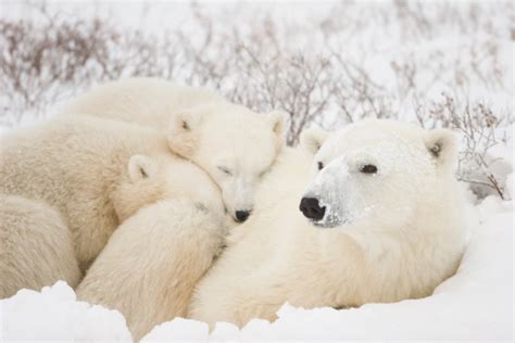 Polar Bear Mom And Cubs Stock Photo Download Image Now Istock