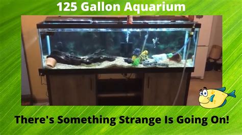 125 Gallon Oscar Tank Update Weird Fish Behavior Youtube