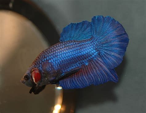 Buying the most expensive betta fish from exotic fish store. Betta Tail Types: Plakat | Otoko no Yonmai