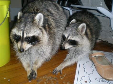 Two Raccoons Eating Dog Food Flickr Photo Sharing