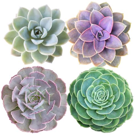 Easy To Grow Succulents Easy To Grow Bulbs