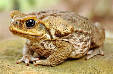 Cane Toad Animals Pictures