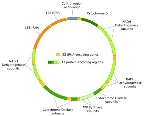 How do dna and proteins work together to affect the metabolism of energy in cells? Mitochondrial DNA mutations: The good, the bad, and the ugly