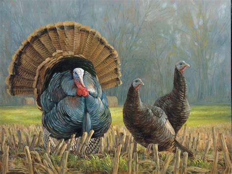 Ryan Kirby Art — Wild Turkey Original Oil Paintings Turkey Drawing