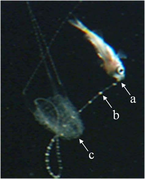 How A Box Jellyfish Catches Fish