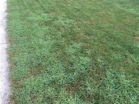 Germinates quickly to establish a green turf throughout winter. The 8 Most Notorious Lawn Weeds in North Texas & How to Get Rid of Them