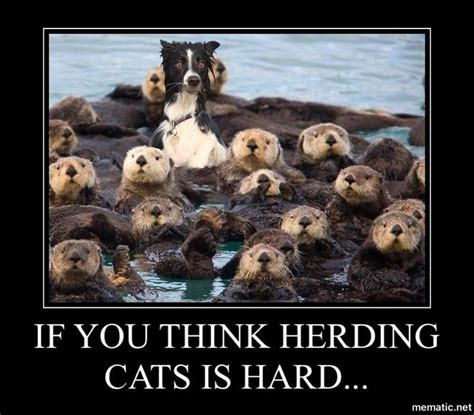 These unsung heroes of the west faced challenging conditions over unforgiving terrain to bring their. Herding Cats Meme Gif - Cats Family