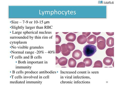 Pdf B Lymphocyte As A Target Of Bacterial Infections
