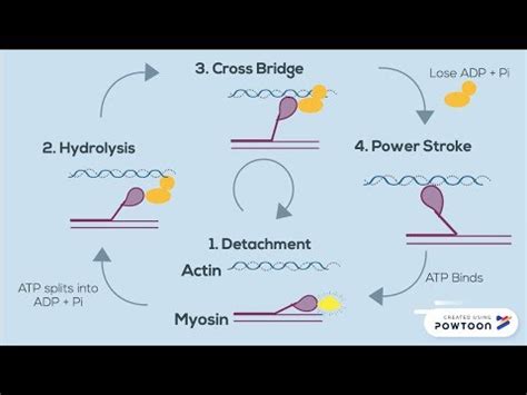 The Sliding Filament Theory of Muscle Contraction | FOUR STEPS - YouTube