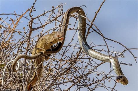 Ambushed A Mongoose Climbs A Tree And Creeps Up On A Deadly Boomslang