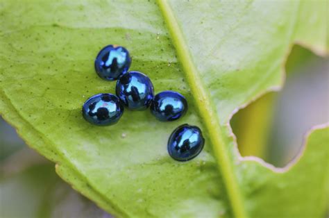 Steelblue Ladybirds On A Lemon Tree Kids Discover