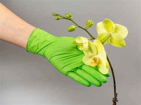 Premium Photo Woman S Hand In Rubber Glove Holds Branch Of