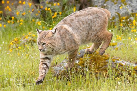 Bobcat Sierra Nevada Foothills Mariposa California Lynx Rufus Photo