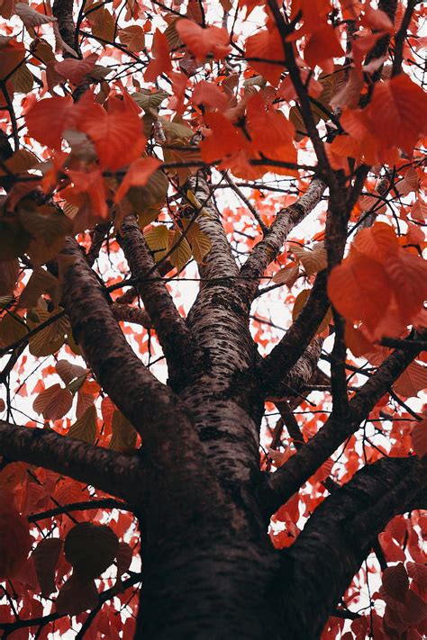 Trees Branches Leaves Autumn Red Hd Phone Wallpaper Peakpx