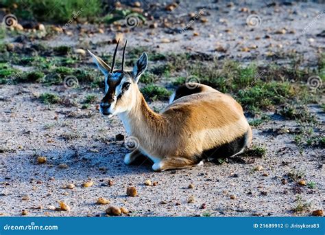 Antelope Lying On The Ground In Africa On Safari Stock Photo Image
