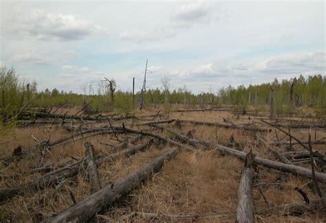 /tʃɜːrˈnɒbəl/), also known as chornobyl (ukrainian: Forests Around Chernobyl Aren't Decaying Properly | Science | Smithsonian Magazine