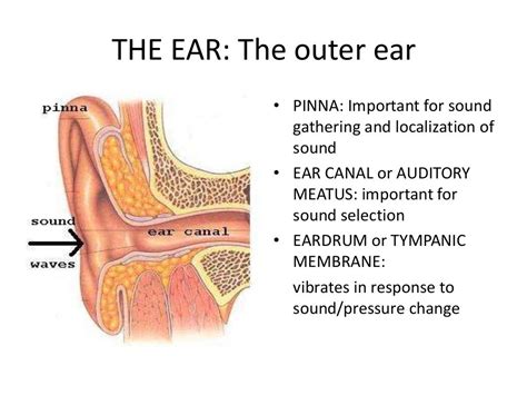 Ear Anatomy Structures Functions