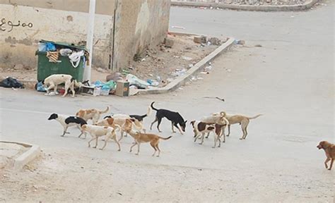 كلاب ضالة تهاجم طفلا في عين الباشا بالفيديو المدينة نيوز