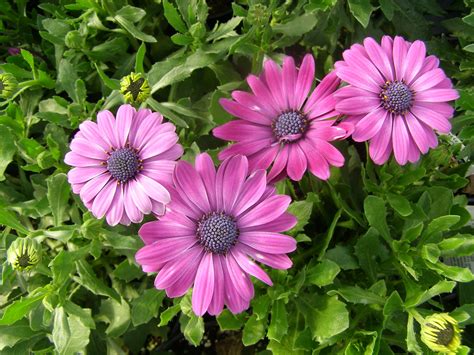 Informations about plants (mature hight, colour Summertime Royal Purple Osteospermum