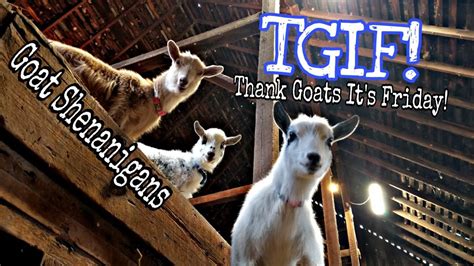 T Thank Goats Its Friday Bouncing Goats Go Wild Youtube