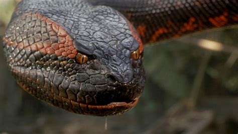 Anacondas Animatronic Snake Wasnt Easy To Work With