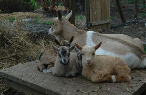 A Comprehensive Guide To Goat Breeding For Beginners
