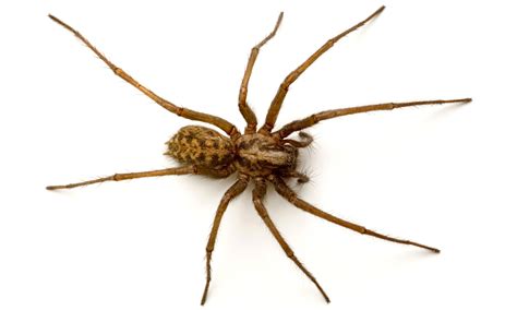 Opinions On Spider