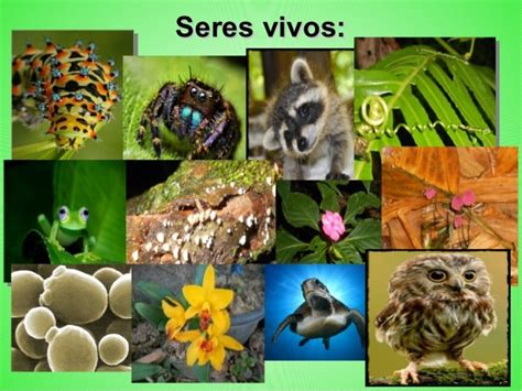 Características Dos Seres Vivos