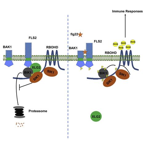 Maybe you would like to learn more about one of these? Newly discovered enzyme is 'firing pin' for plant immunity