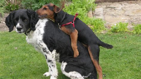 Why Do Dogs Hump Dog Sexuality 101 Rover Blog