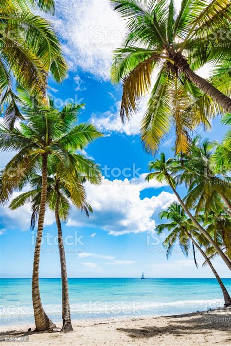 Paradise Tropical Beach Palm Stock Photo Download Image Now Istock