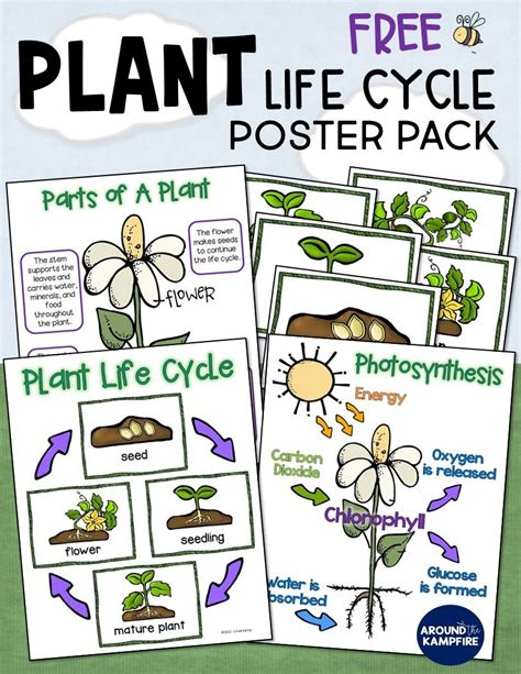 Subscribe To Our Newsletter And Get This Free Plant Life Cycle Anchor