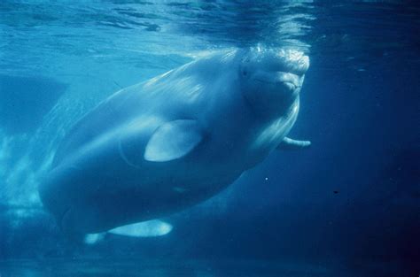 Whales Threatened By Chemical Contamination Wwf