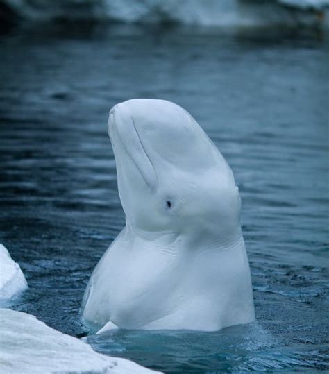 Top 11 Interesting Facts About Beluga Whales
