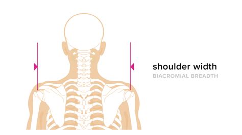 Those with a shoulder width of 55.9cm or less are classed as regular. 16 Mans Body Measurement - Body Measurement Info