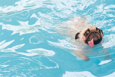 How To Train Your Dog To Swim In A Pool Wag