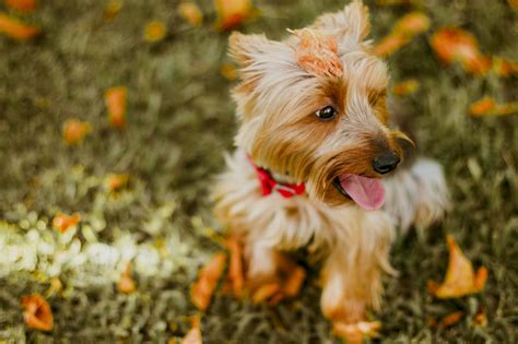 Free Images Grass Flower Puppy Animal Cute Canine Pet Macro