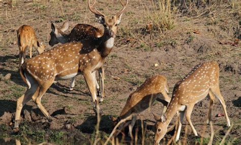 India S Best Wildlife Sanctuaries Makemytrip Blog