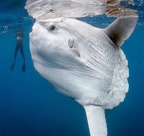 Natures Lovers On Twitter The Mola Mola Or Sunfish Is The Largest