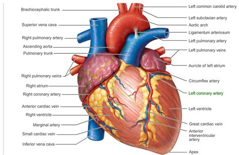 The Anatomy Of A Heart Central Georgia Heart Center