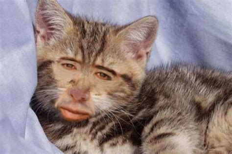 This Is The Weirdest Cat Ever Nicholas Cage Funny Crazy Cats Weird